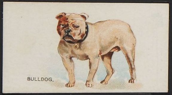 Bulldog